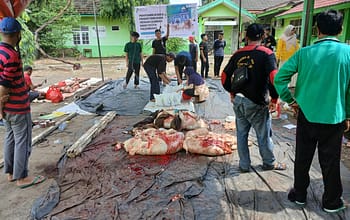 MAN 3 Palembang Sembelih dan Distribusikan 3 Ekor Sapi Qurban pada Iduladha 1447 H