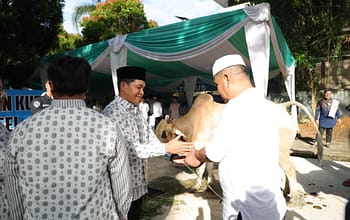 Wujud Syukur Idul Adha 1477 H, Polda Sumsel Salurkan Ratusan Hewan Qurban hingga ke Pelosok